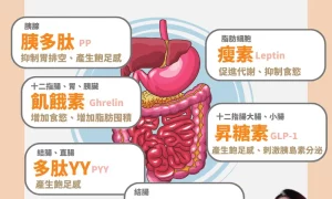 讓你又愛又恨的胃腸賀爾蒙